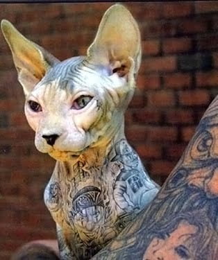 tattoed cat