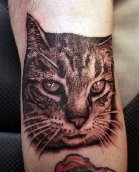 Realistic cat tattoo